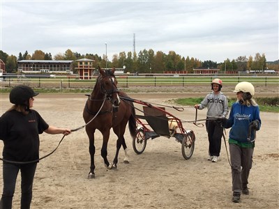 Tillbaka i stallet igen efter en första turen med vagn. 